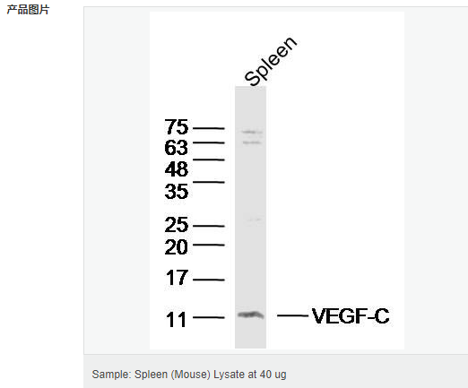 6052c25bab430.png image.png