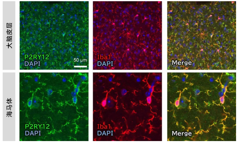 67aaff9d7a65e.png image.png